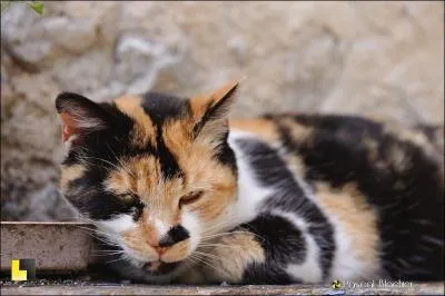 De quel sexe est un chat  trois couleurs ?