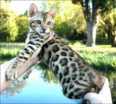 Quelle est la race de ce chat ?