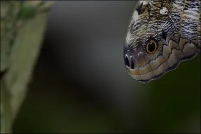 Sur cette image il est vident qu'il s'agit ...