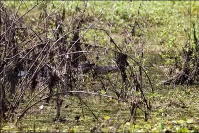 Sur cette photo, il est presque invisible !