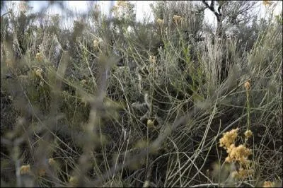 Ecarquillez bien les yeux, agrandissez l'image, vous allez en avoir besoin, que voyez-vous ?