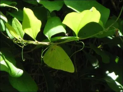Sur cette vue, l'environnement est trs feuillu, pourtant un animal s'y cache, qui est-il ?