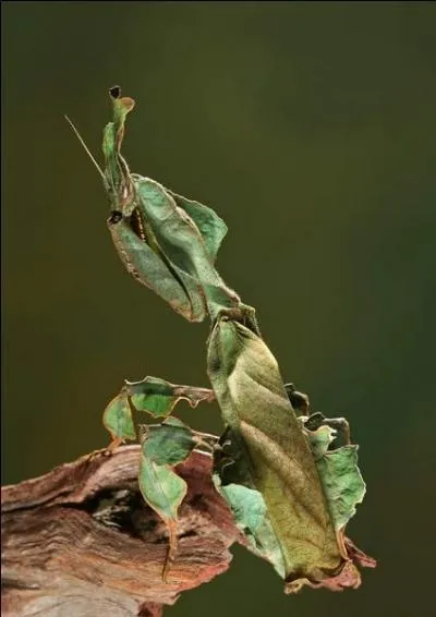 Quel animal peut bien se cacher sur cette photo ?