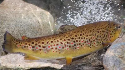 Qui a composé ''La Truite'' ?