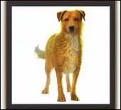 Et enfin, comment s'appelle le dernier livre d'Erin Hunter sorti dans son pays natal mettant en scne des chiens ?