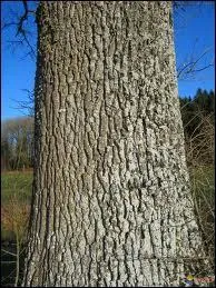 Le mot commence par : Li ...