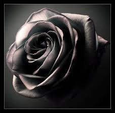La rose noire existe-telle ?