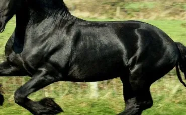 Quiz Galop 1