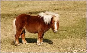 Quel poids le Shetland est-il capable de tirer ?