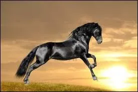 Les poils noirs au soleil peuvent devenir :