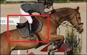 Pourquoi met-on un tapis de selle sur le dos de son cheval ?