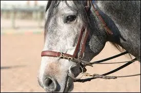 A quoi sert la muserolle ?