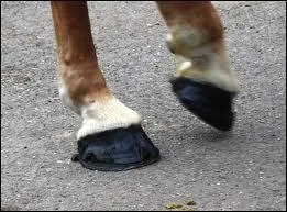 Quel est le rle de la ferrure ?