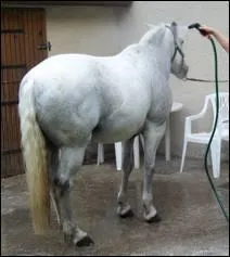 Quelle est la diffrence entre une douche en jet et une douche en pluie ?