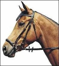 Quelle est cette muserolle ?