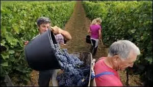 Ce dpartement est riche de 6 appellations : AOC , AO , VDQS et vins de pays. Ces vins sont : le Fronton (AOC), le Saint-Sardos (AOVDQS), le Lavilledieu (AOVDQS), vins des pays des coteaux et terrasses de Montauban, coteaux-du-Quercy (VDQS), mais quel est le dernier qui est un AOC ?