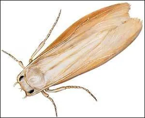 Quel produit utilisait-on autrefois pour éloigner les ''mites'' des armoires ?