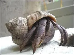 Où classe-t-on le ''bernard-l'ermite'' ?