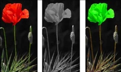 Pourquoi Marck Zuckerberg, crateur de Facebook, a choisi les couleurs blanche et bleue pour son logo ?