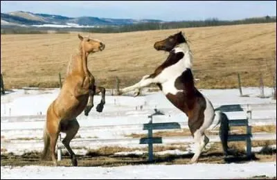 Quelles sont la race et les robes de ces talons ?