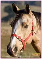 Comment s'appelle le cheval de Carole dans  Grand Galop  ?