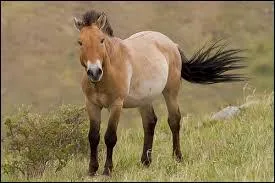 Quelle race de cheval vit en Mongolie ?