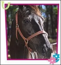 Comment s'appelle le cheval que Lisa sauve ?