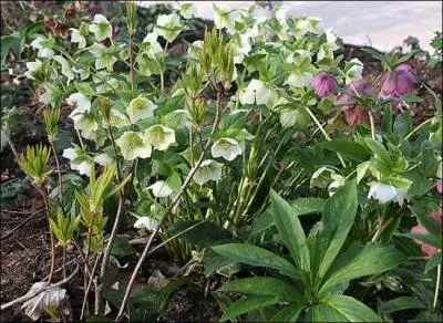 Quelle est la particularit de l'hellbore / ellbore noir ou rose de Nol ?