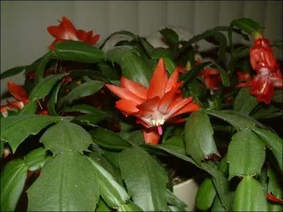 Originaire des forts tropicales d'Amrique du Sud et d'Amrique centrale, le cactus de Nol se dmarque par ses branches retombantes, au bout desquelles poussent de splendides fleurs colores, toujours plus nombreuses au fil des ans.