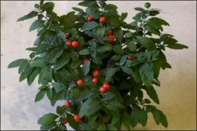 Aussi connue sous le nom de pommier d'amour, cette plante produit, durant l't, des fleurs blanches de formes toiles qui, lorsqu'elles sont pollinises, entranent ds novembre l'apparition de dizaines de petites baies bien rondes et colores.