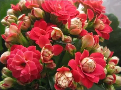 Les feuilles, avec leur pourtour ondul qui se colore parfois de rouge, donnent galement un bel effet esthtique. La floraison dbute gnralement en novembre et dure environ trois mois.