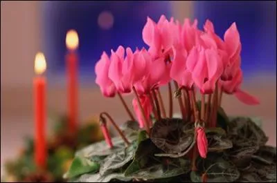 Plante toute en beaut au moment de Nol, dont les fleurs dlicates se dmarquent par leurs ptales relevs, et se prsentent en plusieurs teintes : le blanc, le rouge, le rose, le mauve et le pourpre. Un prsent  s'offrir,  offrir.