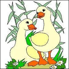 Quel est le petit du jars ?