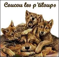 Quel est ce jeune loup g de un an ?