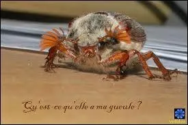 Quel est le nom du petit du hanneton ?