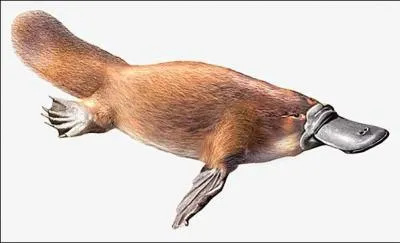 Quel est cet animal ? (sur la photo)