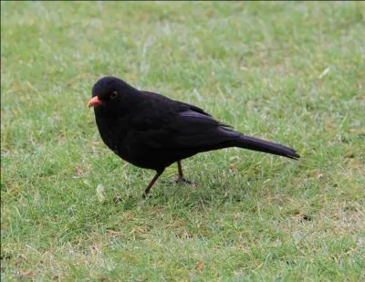 Quel est cet oiseau ?