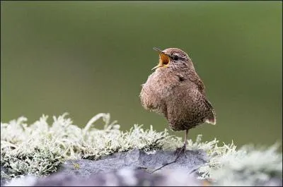 Quel est cet oiseau ?