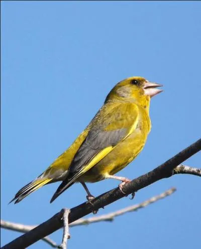 Quel est cet oiseau ?