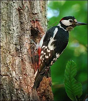 Quel est cet oiseau ?