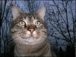 Quel est en moyenne le champ de vision du chat ?