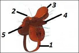 Comment se nomme la partie 5 de la selle ?