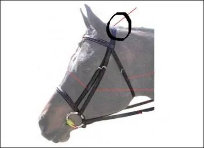 Comment se nomme la partie du filet entoure ?