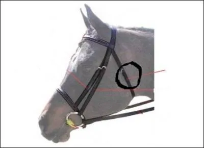 Comment se nomme la partie du filet entoure ?