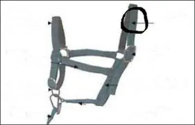 Comment se nomme la partie du licol entoure ?