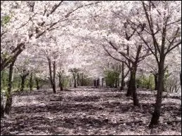 L'arbre symbolique du Japon est :