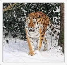 Combien peut peser un tigre de Sibrie ?
