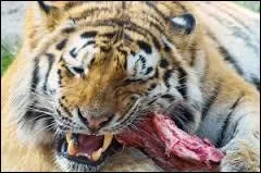Combien de kilos de viande un tigre mange-t-il par jour ?