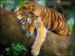 Le tigre vit plutt :
