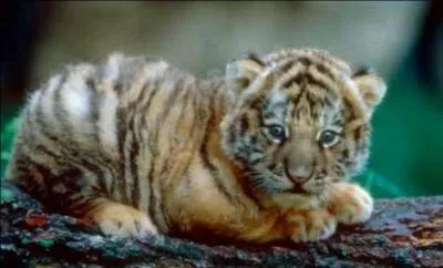 Combien de petits la tigresse peut-elle avoir en une seule porte ?